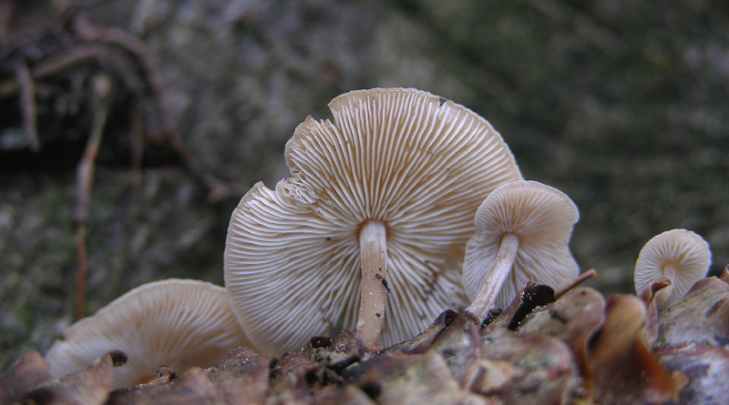 Baeospora myosura (Fr.) Singer